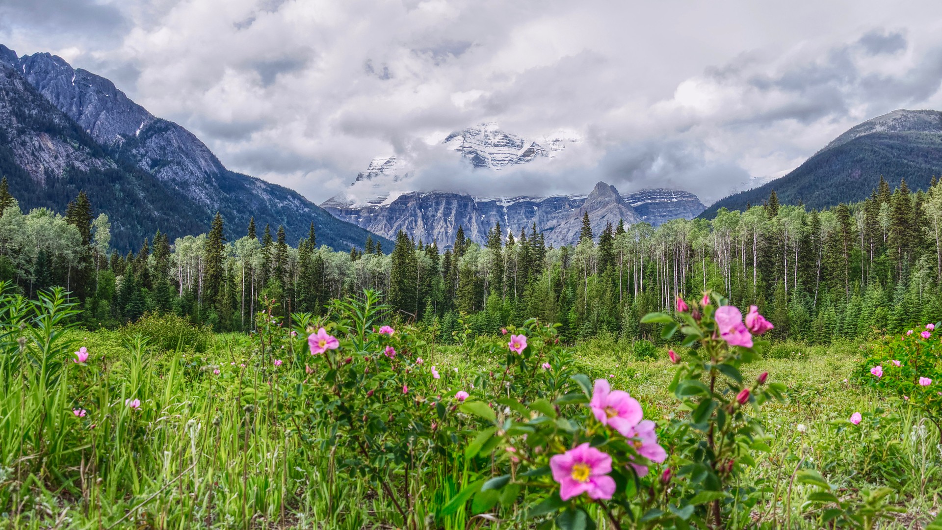 panoramic view of the scenic Robson mountain, pine forest and wild rose bushes in the summer