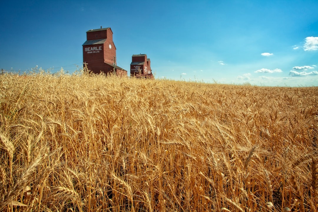 a grain field with two silos in the background